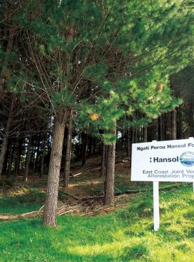 Overseas Afforestation